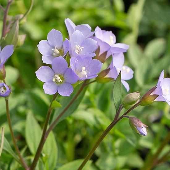 ポレモニウム ソニアズ ブルー ベル ポレモニウム 花苗 宿根草 輸入苗販売 花庭ばあそぶ