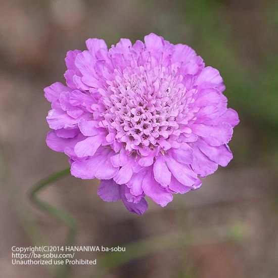 スカビオサ アメジスト ピンク スカビオサ 花苗 宿根草 輸入苗販売 花庭ばあそぶ