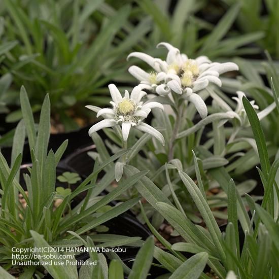 エーデルワイス レオントポディウム アルピナム 花苗 宿根草 輸入苗販売 花庭ばあそぶ