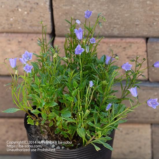 カンパニュラ ババリア ブルー カンパニュラ 花苗 宿根草 輸入苗販売 花庭ばあそぶ