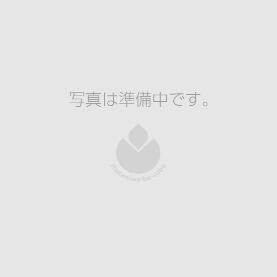 ギボウシ　ファーン ライン【中型種】※6月より販売スタート