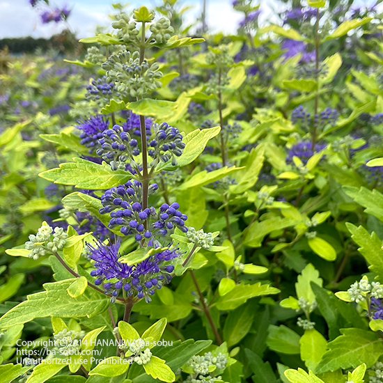 夏に咲く花 - 花苗、宿根草、輸入苗販売｜花庭ばあそぶ