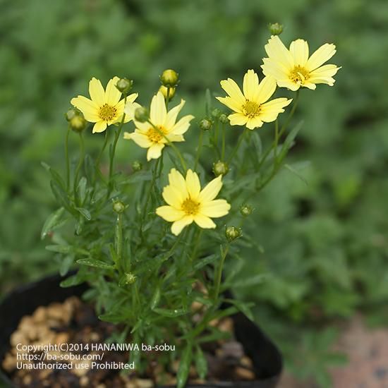 切り花に向く - 花苗、宿根草、輸入苗販売|花庭ばあそぶ 切り花に向く - 花苗、宿根草、輸入苗販売|花庭ばあそぶ