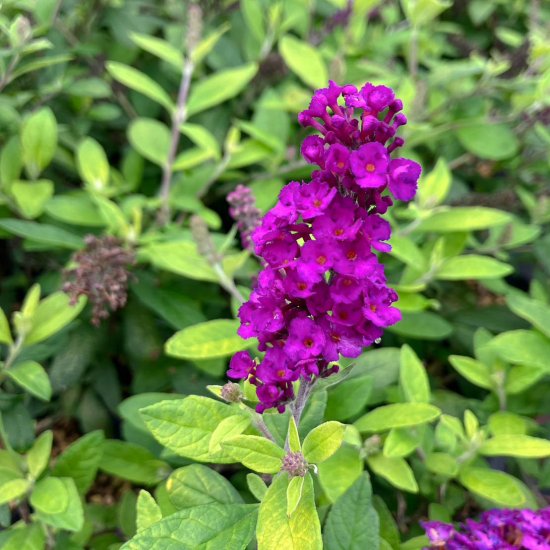 宿根草 - 花苗、宿根草、輸入苗販売｜花庭ばあそぶ