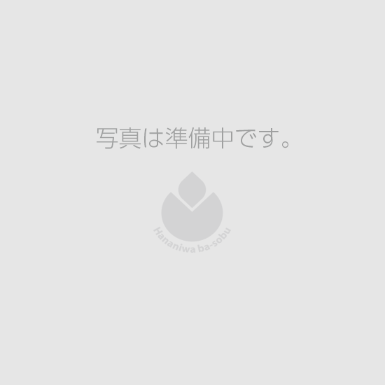 ꥦࡡۥ磻  ʥ㥤֡
<img class='new_mark_img2' src='https://img.shop-pro.jp/img/new/icons12.gif' style='border:none;display:inline;margin:0px;padding:0px;width:auto;' />