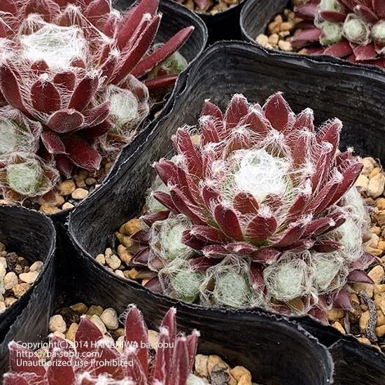 100#多肉植物❤️アエオニウム錦❤️ホロスパツラツム錦❤️7頭