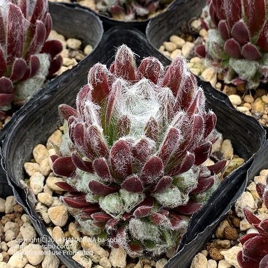 センペルビウム☆Ruby Heart☆根付き♪2個限定 【公式通販】