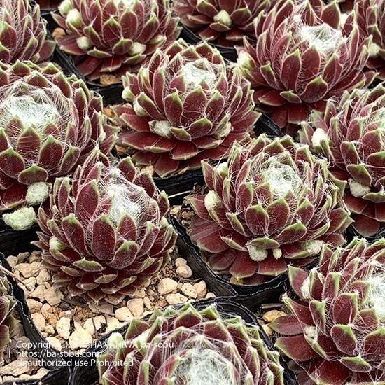 はな子様専用 Sempervivum センペルビブム センペルヴィヴム属の