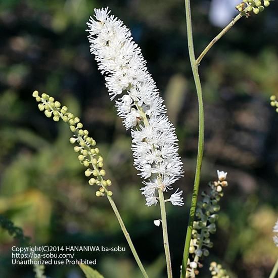 キミキフガ サラシナショウマ キミキフガ 花苗 宿根草 輸入苗販売 花庭ばあそぶ