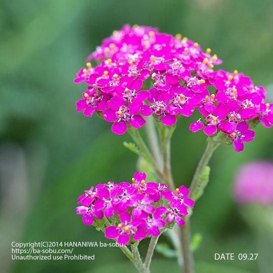 夏に咲く花 花苗 宿根草 輸入苗販売 花庭ばあそぶ