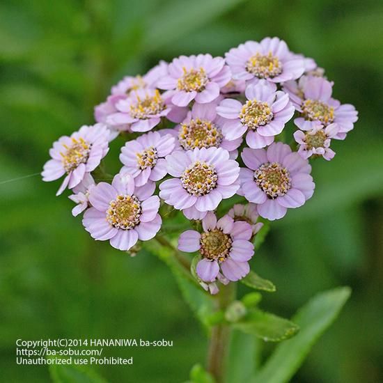 夏に咲く花 花苗 宿根草 輸入苗販売 花庭ばあそぶ