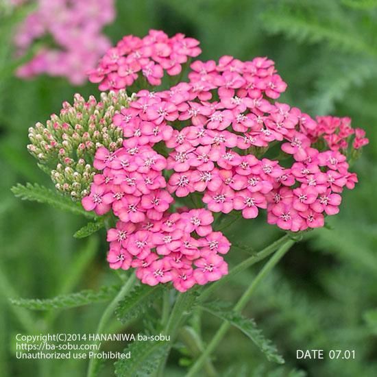アキレア ノコギリソウ 花苗 宿根草 輸入苗販売 花庭ばあそぶ アキレア ノコギリソウ 花苗 宿根草 輸入苗販売 花庭ばあそぶ