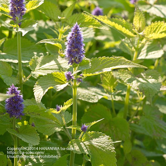 季節の花 季節から探す - 花苗、宿根草、輸入苗販売｜花庭ばあそぶ