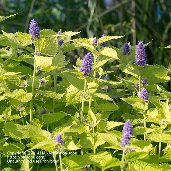 宿根草 - 花苗、宿根草、輸入苗販売｜花庭ばあそぶ