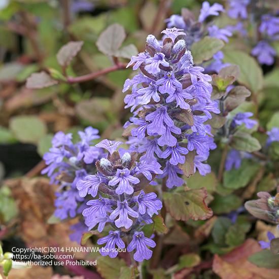 シェードガーデン 半日陰 日陰 花苗 宿根草 輸入苗販売 花庭ばあそぶ