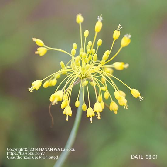 アリウム フラワム アリウム 花苗 宿根草 輸入苗販売 花庭ばあそぶ アリウム フラワム アリウム 花苗 宿根草 輸入苗販売 花庭ばあそぶ