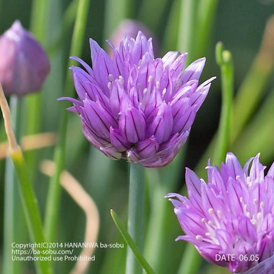 アリウム スコエノプラスム アリウム 花苗 宿根草 輸入苗販売 花庭ばあそぶ