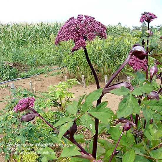 アンジェリカ ギガス アンジェリカ 花苗 宿根草 輸入苗販売 花庭ばあそぶ