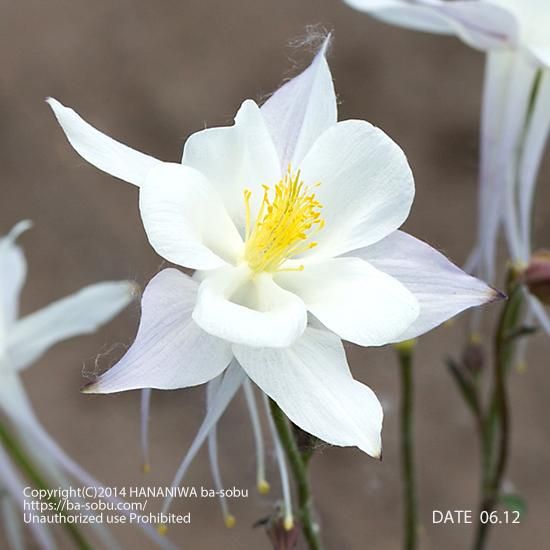 オダマキ クリスタル オダマキ 花苗 宿根草 輸入苗販売 花庭ばあそぶ オダマキ クリスタル オダマキ 花苗 宿根草 輸入苗販売 花庭ばあそぶ