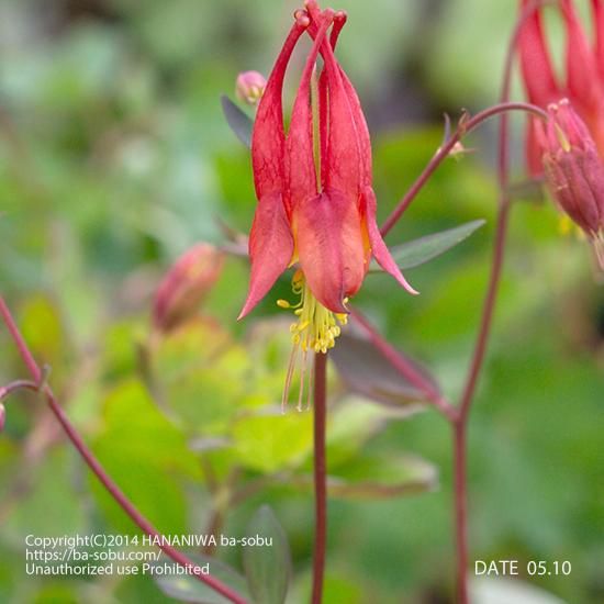 オダマキ リトル ランターン オダマキ 花苗 宿根草 輸入苗販売 花庭ばあそぶ