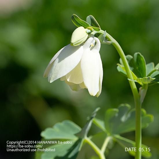 白 花苗 宿根草 輸入苗販売 花庭ばあそぶ 白 花苗 宿根草 輸入苗販売 花庭ばあそぶ