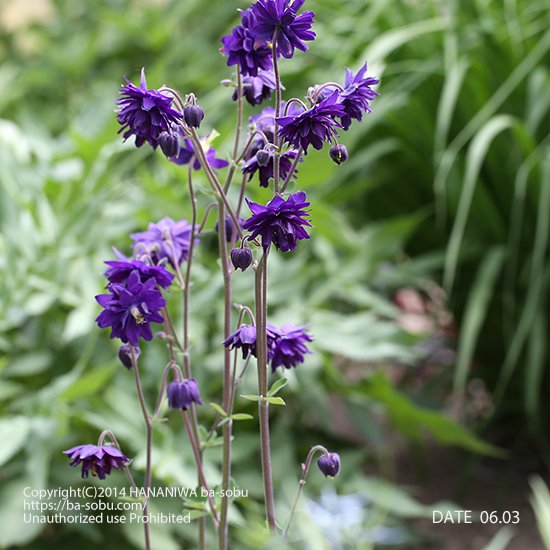 オダマキ ブルーバロー｜オダマキ｜花苗、宿根草、輸入苗販売｜花庭ば