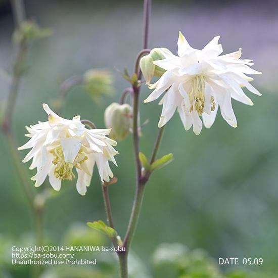 オダマキ ホワイトバロー オダマキ 花苗 宿根草 輸入苗販売 花庭ばあそぶ