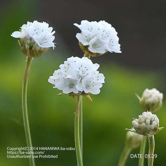 アルメリア マリティマ アルバ アルメリア 花苗 宿根草 輸入苗販売 花庭ばあそぶ