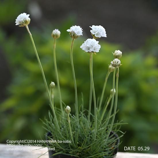 アルメリア 花苗 宿根草 輸入苗販売 花庭ばあそぶ