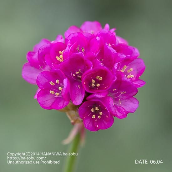 アルメリア 花苗 宿根草 輸入苗販売 花庭ばあそぶ アルメリア 花苗 宿根草 輸入苗販売 花庭ばあそぶ