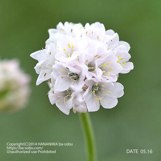 アルメリア モーニング スター ホワイト アルメリア 花苗 宿根草 輸入苗販売 花庭ばあそぶ