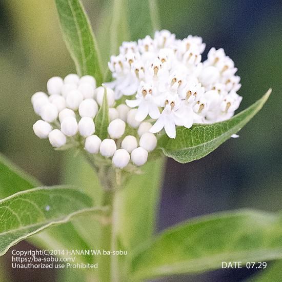 白 花苗 宿根草 輸入苗販売 花庭ばあそぶ