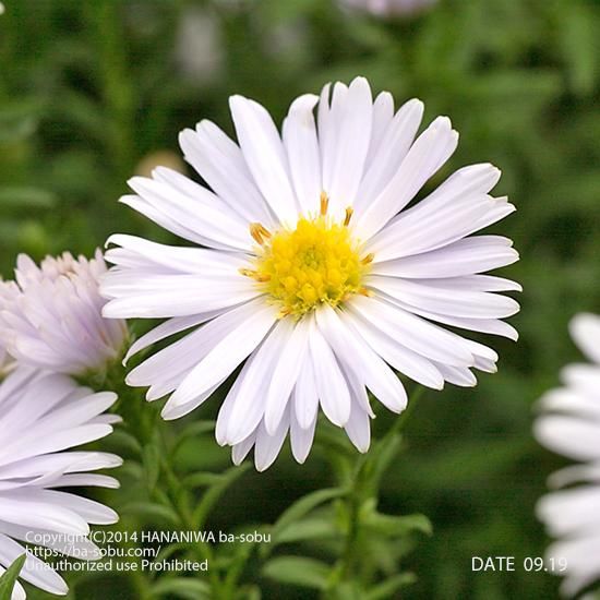 アスター クリスティナ アスター 花苗 宿根草 輸入苗販売 花庭ばあそぶ