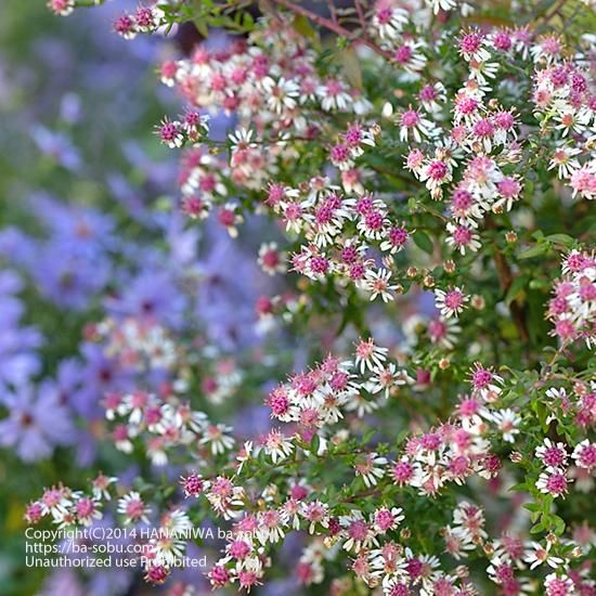 アスター ホリゾンタリス アスター 花苗 宿根草 輸入苗販売 花庭ばあそぶ