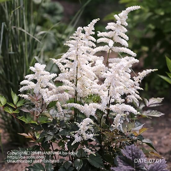 エキナセア プルプレア マグナス エキナセア 花苗 宿根草 輸入苗販売 花庭ばあそぶ エキナセア プルプレア マグナス エキナセア 花苗 宿根草 輸入苗販売 花庭ばあそぶ