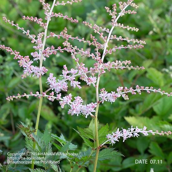 綺麗なアスチルベ ピンク 最高の花の画像