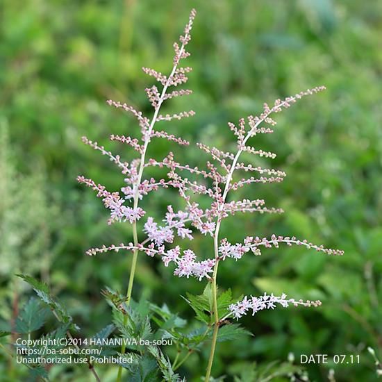 アスチルベ ピンク ライトニング アスチルベ 花苗 宿根草 輸入苗販売 花庭ばあそぶ