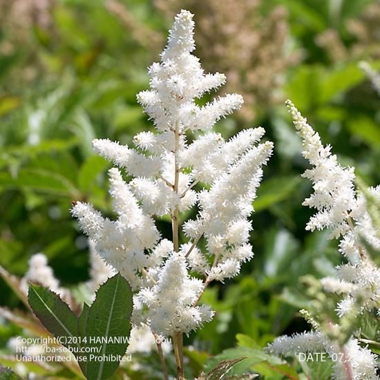 アスチルベ ユニーク ホワイト アスチルベ 花苗 宿根草 輸入苗販売 花庭ばあそぶ