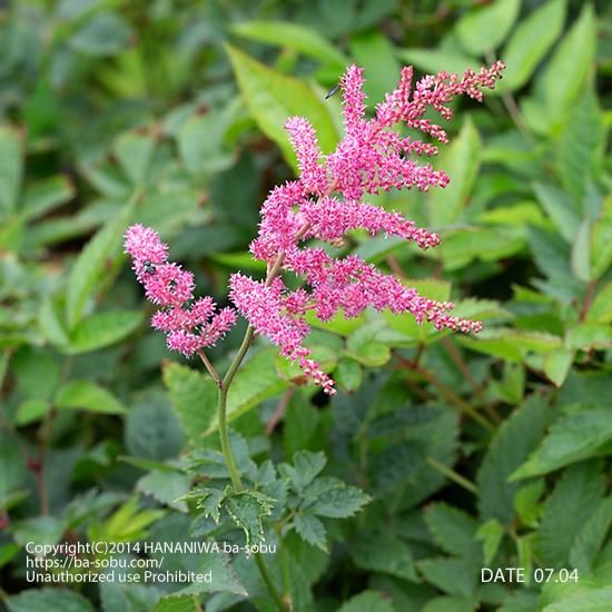 アスチルベ シュトラウセンフェダー アスチルベ 花苗 宿根草 輸入苗販売 花庭ばあそぶ