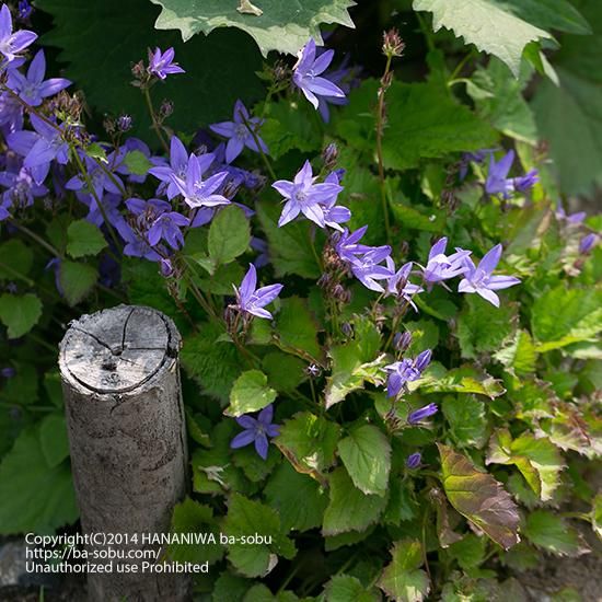 カンパニュラ ガルガニカ カンパニュラ 花苗 宿根草 輸入苗販売 花庭ばあそぶ カンパニュラ ガルガニカ カンパニュラ 花苗 宿根草 輸入苗販売 花庭ばあそぶ