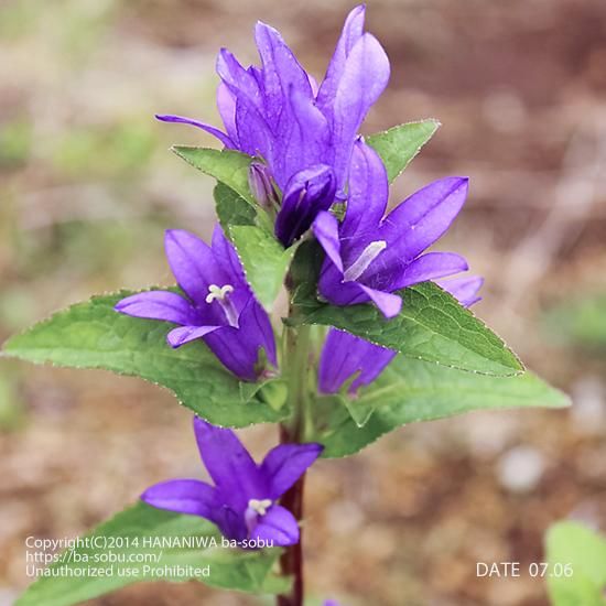 カンパニュラ グロメラタ ダフリカ カンパニュラ 花苗 宿根草 輸入苗販売 花庭ばあそぶ