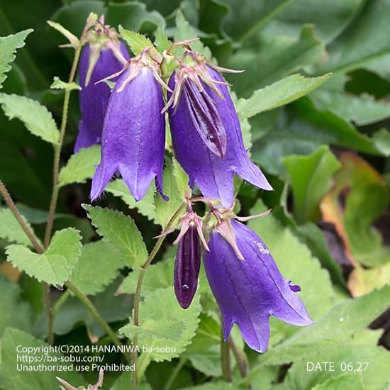 カンパニュラ サラストロ カンパニュラ 花苗 宿根草 輸入苗販売 花庭ばあそぶ