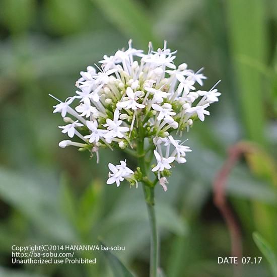 セントランサス アルブス セントランサス 花苗 宿根草 輸入苗販売 花庭ばあそぶ