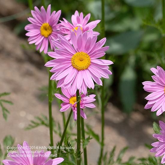 クリサンセマム ロビンソン ピンク クリサンセマム 花苗 宿根草 輸入苗販売 花庭ばあそぶ