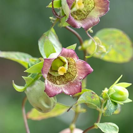 つる性植物 花苗 宿根草 輸入苗販売 花庭ばあそぶ