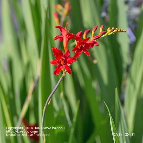 クロコスミア ルシファー クロコスミア 花苗 宿根草 輸入苗販売 花庭ばあそぶ