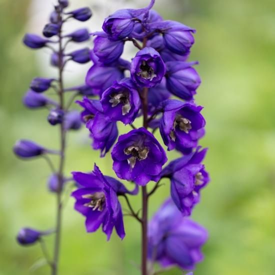 デルフィニウム ブラック ナイト デルフィニューム デルフィニウム 花苗 宿根草 輸入苗販売 花庭ばあそぶ デルフィニウム ブラック ナイト デルフィニューム デルフィニウム 花苗 宿根草 輸入苗販売 花庭ばあそぶ