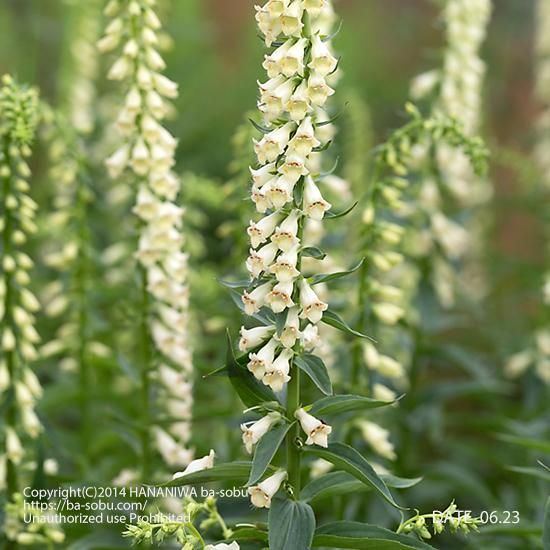 ジギタリス 花苗 宿根草 輸入苗販売 花庭ばあそぶ