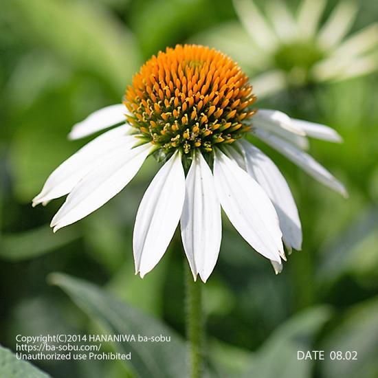 最高のエキナセア プルプレア 最高の花の画像