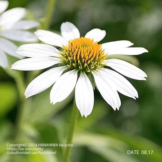 エキナセア 花苗 宿根草 輸入苗販売 花庭ばあそぶ エキナセア 花苗 宿根草 輸入苗販売 花庭ばあそぶ